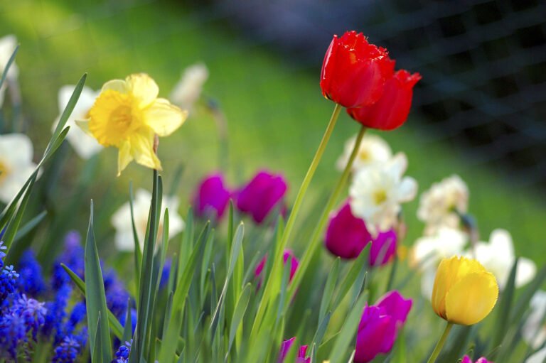 Bright spring flowers, in red, yellow, purple, and blue.