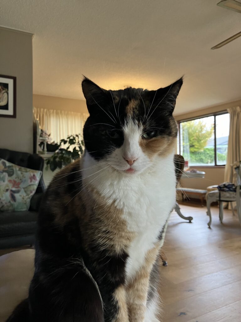 A calico cat staring dramatically down at the camera.
