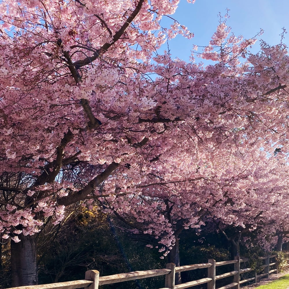 Pink Cherry blossoms on trees with a wooden fence and blue skies.