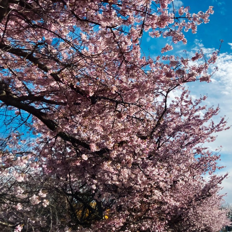 Pink cherry blossoms and blue sky, seen at the Harmony Gardens in Methven in Spring